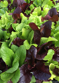 Lactuca sativa 'Gourmet Mix'